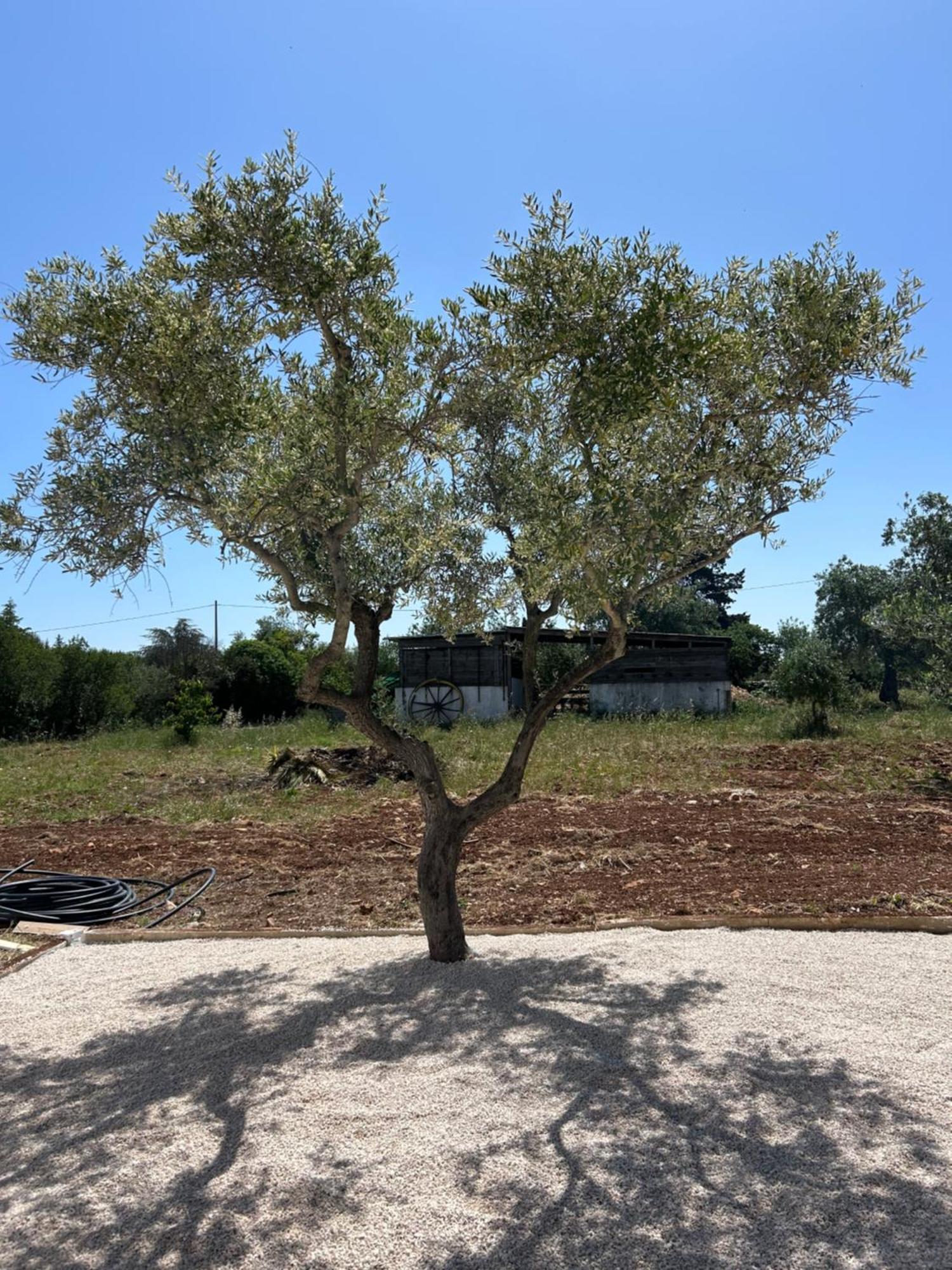 Trulli In Contrada - Monopoli Guest House Exterior photo
